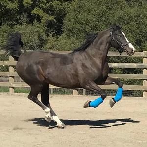 Meet your Posher, Tracey